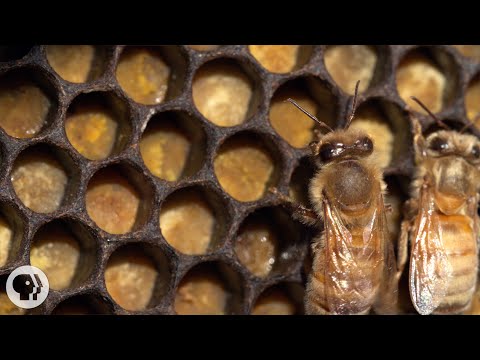 image-Where do honey bees store honey?