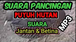 Download lagu MP3 suara puyuh jantan & Betina cocok untuk audio speaker Bluetooth. mp3