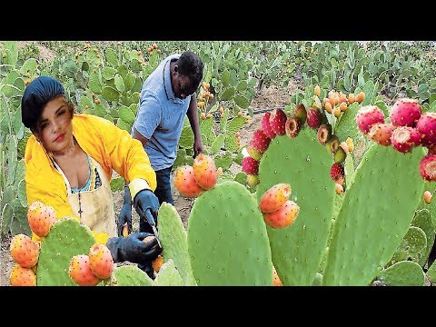 download lagu mp3 mp4 What Is Cactus Fruit Called, download lagu What Is Cactus Fruit Called gratis, unduh video klip What Is Cactus Fruit Called