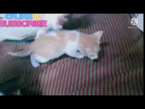 Hasnain playing small 🐱🐈 #catslover #cat #viral#views #