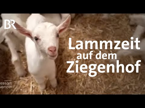 , title : 'Ein Zicklein wird geboren: Ziegenhof und Käserei "Peters Glück" | Landwirtschaft | Reportage | BR'
