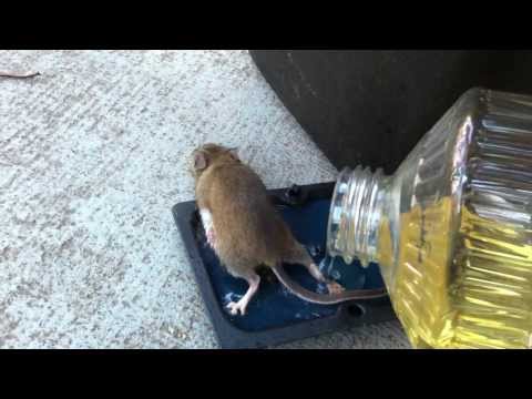 Ловят мышей видео. Мышь попалась в мышеловку. Поймать мышь в квартире. Мышеловка из аквариума. Поймать мышку.