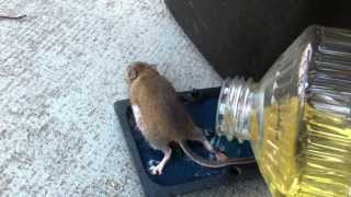 Removing a mouse from a sticky trap with vegetable oil ends poorly for me. Never again.