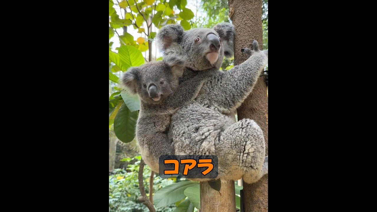 コアラは1日に何時間眠るのですか？ #animals #動物 #癒し