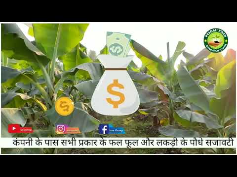 Full sun exposure banana plant, for fruits, 12 ft