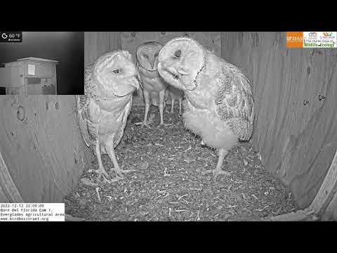 Amazing news, lost barn owl nestling returns to nest box and cuddles with siblings.