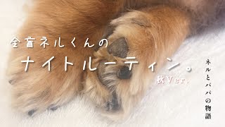 全盲ネルくんの秋のナイトルーティン🍂