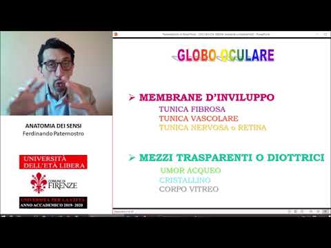 ANATOMY OF THE SENSES (1) The eye