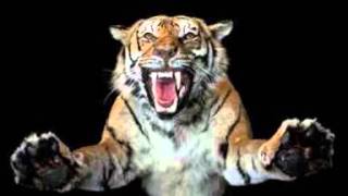 THE SALSOUL ORCHESTRA   ...  212 NORTH  12TH        ....( instru )