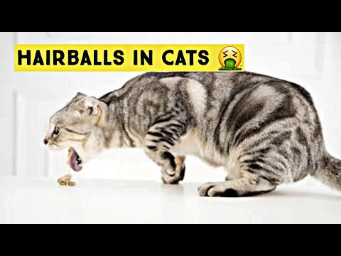 HAIRBALLS IN CATS | How to Treat Hairballs in Cats - Symptoms & Treatment