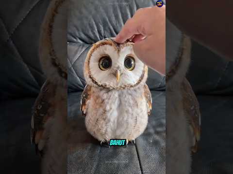 This Owl Secret Will Blow Your Mind 🦉 | You’ve Never Seen This Before!