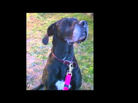 Zaida is looking for her forever home