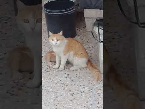 beautiful cat on my roof