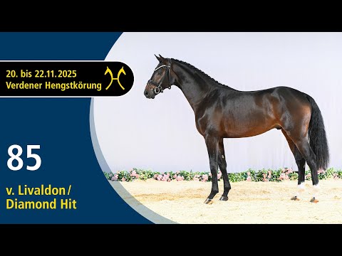 No. 85 Stallion by Livaldon - Diamond Hit | Verden Stallion Licensing 2025 - Dressage - Nov. 21/22