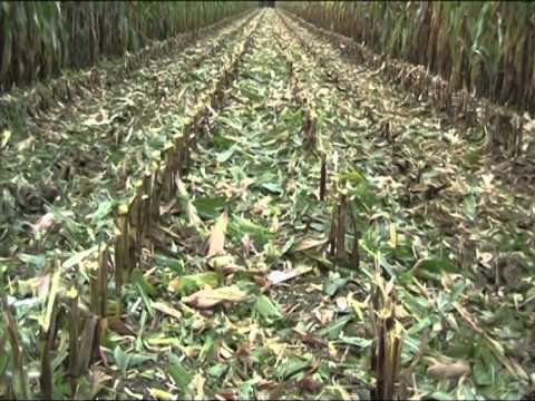 Le maïs épis avec une ensileuse NH à caisson