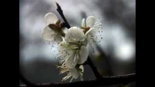 ♫♫*  Gates Of Dawn - Secret Garden * Sophia&#39;s Music Box