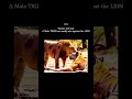 Watch Till The End Growthmindset Attitude Ego Confidencewins Viralvideo Lion Ytshorts