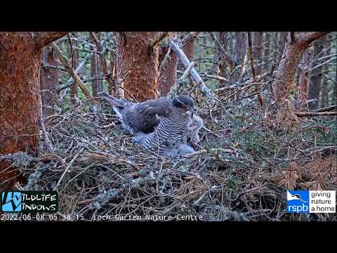 08 June Goshawk chick #4 RIP is breakfast for siblings ~ ©RSPB LochGarten & WildlifeWindows