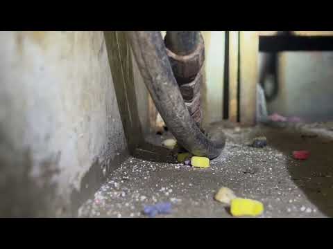 Mouse Running Across Compactor Room in East...