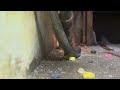 Mouse Running Across Compactor Room in East Brunswick, NJ