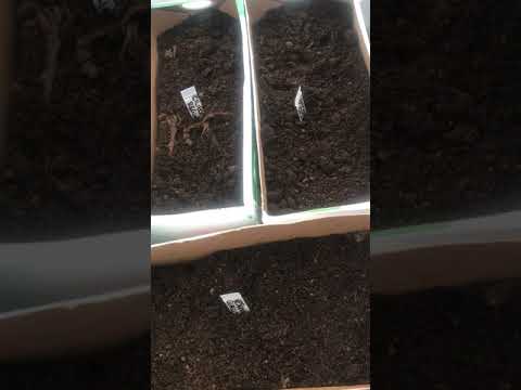 Kallsådd av tomater i växthuset fortsätter . Evighetstomater blir det 🍅 Vlogg 20210324