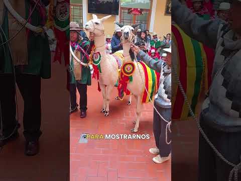 ¡La fiesta de Santiago de Callapa ya se siente! 🦙✨