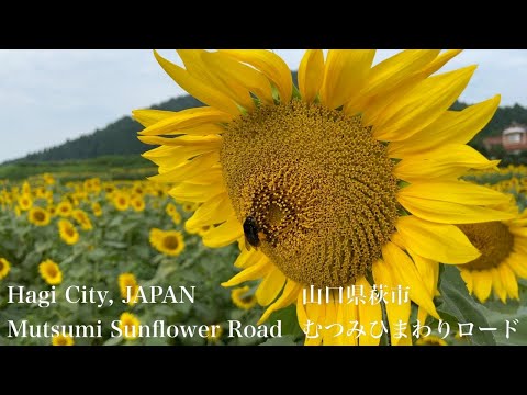 むつみひまわりロード（Mutsumi Sunflower Road）山口県萩市（Hagi City,JAPAN）