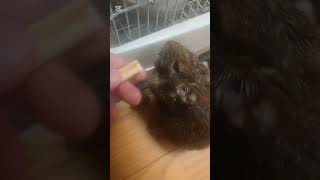 怒るデグー！      #デグー