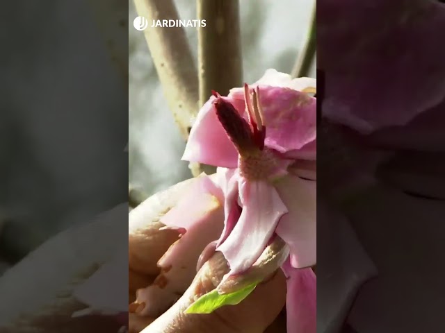 Vídeo relacionado con Plant in a Box - Mix of 3 Magnolia - Magnolia Susan, Soulangeana, Stellata - Maceta 9cm - Altura 25-40cm