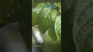 Prakiraan Cuaca 28 Maret 2023, Potensi Cuaca Ekstrem Terjadi di 33 Wilayah Indonesia