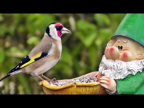 Garden Birds -  Gartenvögel - Oiseaux de Jardin - Tuinvogels - Trädgårdsfåglar