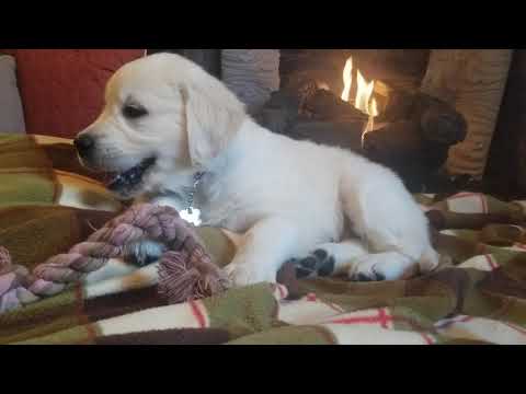 Short Video of Onyx Isnt She Cute?
