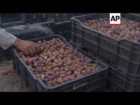 Troubled Libyan date farmers seek to export fruit