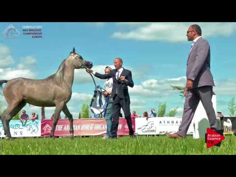 3RD PLACE  N.34 PALMIRA AL CAPE - Chantilly 2017 European BC - Fillies Championship (Class 11)