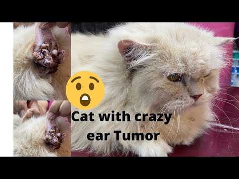 Worst form of ear tumor in cat | Aliyan Vets