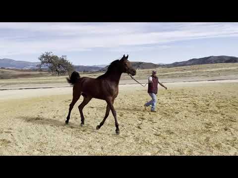 مهرة شو مميزة