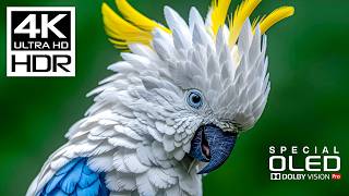 Download lagu Unstoppable Beauty of 4K Videos | 4K HDR 120fps | Dolby Vision mp3 Download lagu Unstoppable Beauty of 4K Videos | 4K HDR 120fps | Dolby Vision mp3