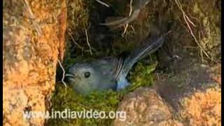 Nilgiri Flycatcher or Eumyias albicaudata