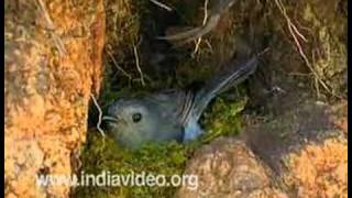 Nilgiri Flycatcher or Eumyias albicaudata