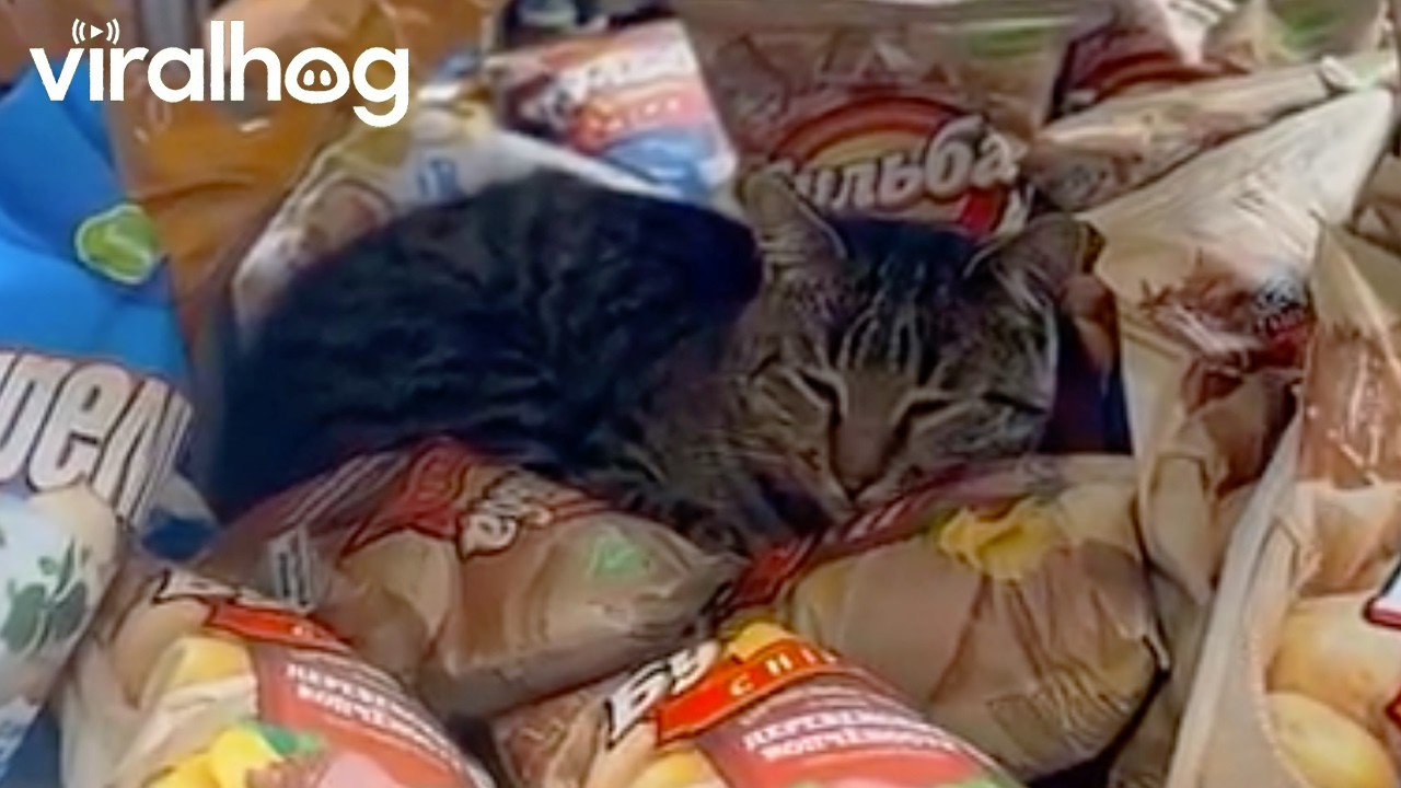 Friendly Cat Finds Comfort Among Chip Bags || ViralHog