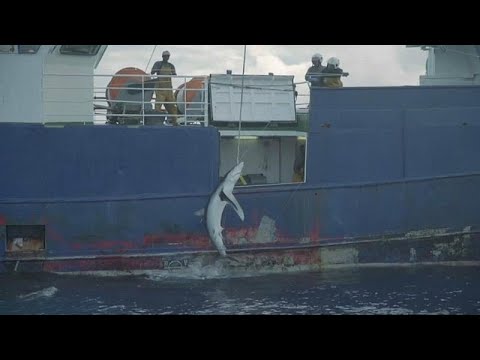 Un thonier pris en flagrant délit de pêche au requin