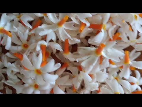 shiuli | flower 🙏