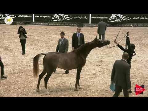 N.19 YABREEN AL SHAQAB - SEWC 2019 - 2 Years Old Fillies (Class 2)