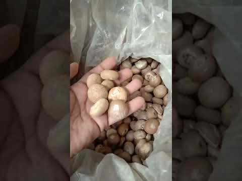 A1 size dried whole moti supari/ areca nut/ betel nut, packa...