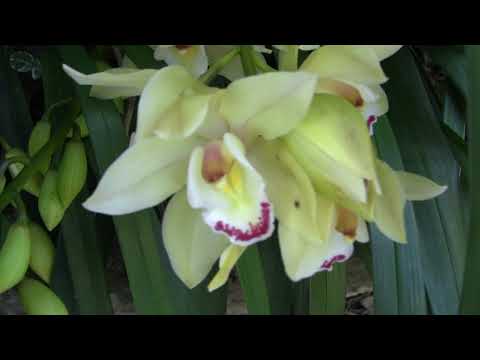 00005 The Huntington 3-13-2019(13 มีนา 2019)9