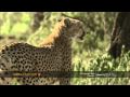 Cheetah Kills Wildebeest In The Nature By Danutzu HQ