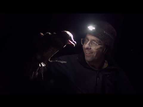 Waitakere Grey Faced Petrel