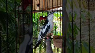 Download lagu top suara kapasan kemiri mp3