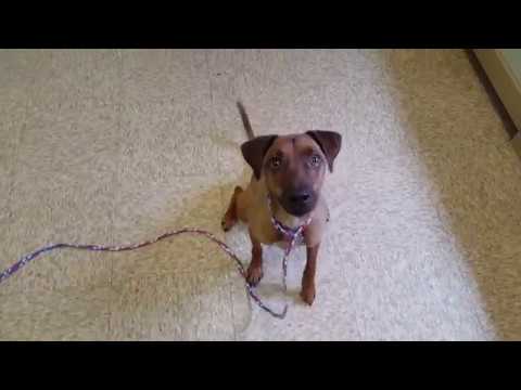 Bobby, an adopted Italian Greyhound & Dachshund Mix in Normal, IL_image-1