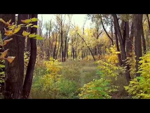 Autumn Forest Siberia Nature Golden Autumn No Copyright Video